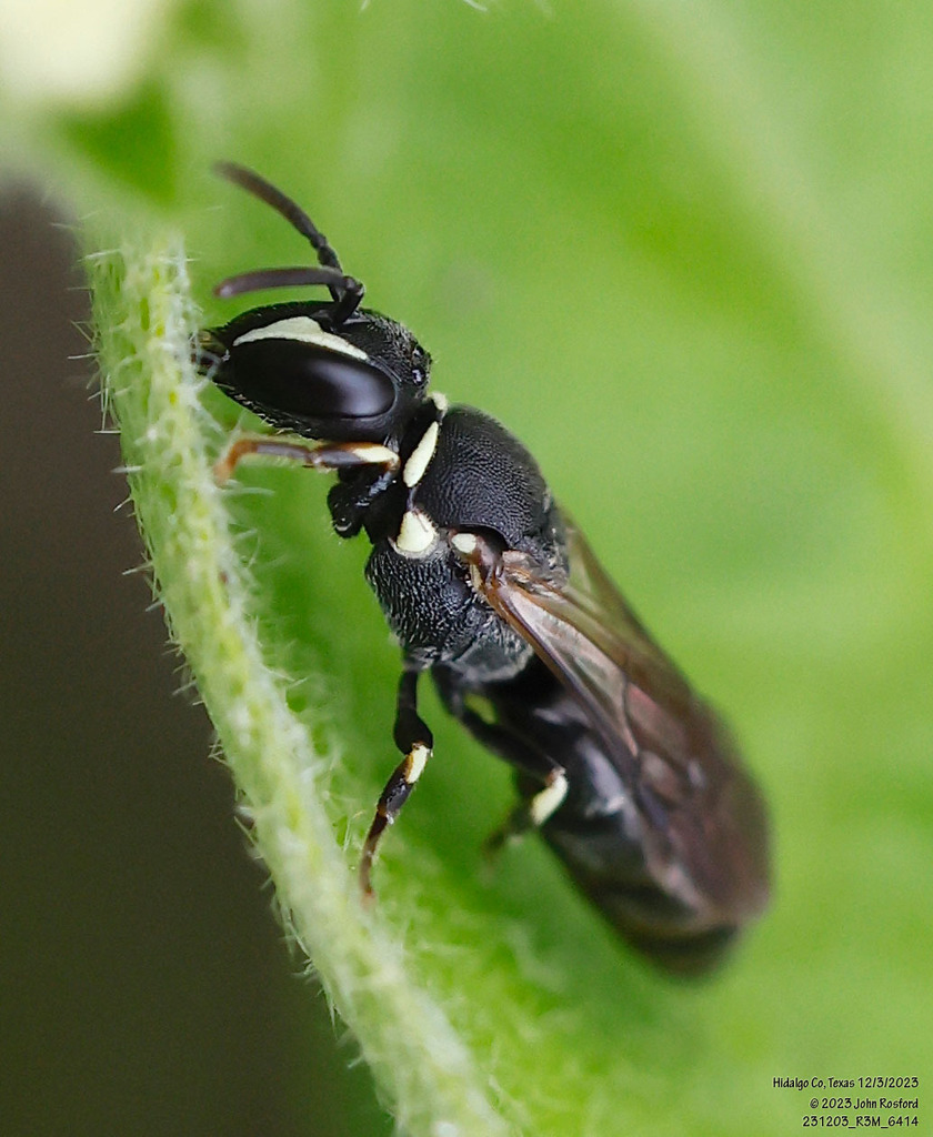 Episcopal Masked Bee