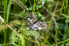 Aplocera praeformata