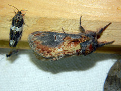 Notodonta scitipennis