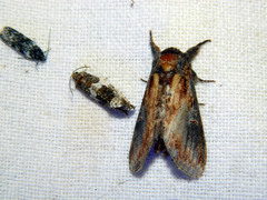 Notodonta scitipennis