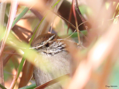 Thryophilus rufalbus