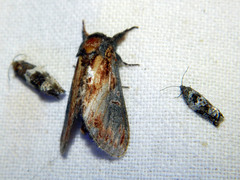 Notodonta scitipennis