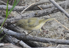 Phylloscopus ibericus