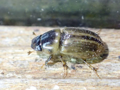Aphodius