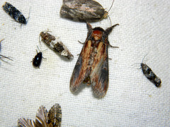 Notodonta scitipennis