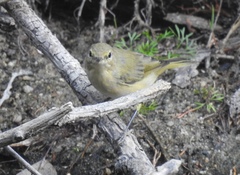 Phylloscopus ibericus