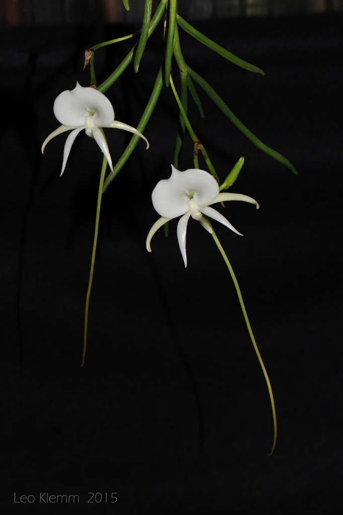 Angraecum scottianum