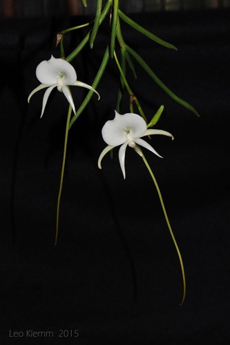 Scott's Angraecum