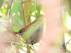 Thryophilus rufalbus