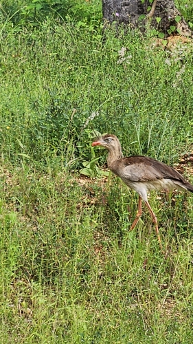 Red-legged Seriema