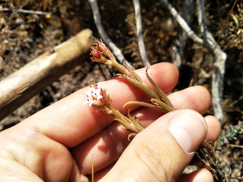 Crassula scabra