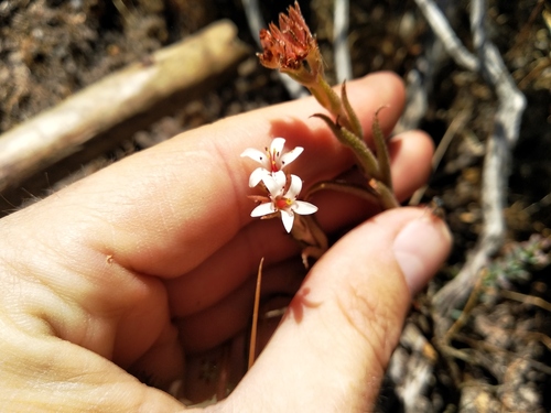 Crassula scabra