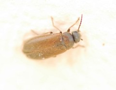 Scraptia dubia