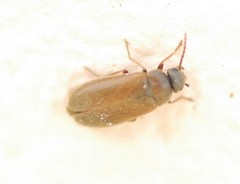 Scraptia dubia