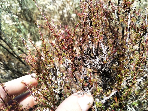 Renoster Caperose (Cliffortia acockii)