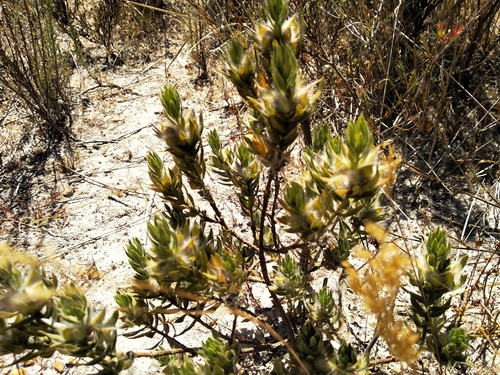 Swartland Silverpea (Xiphotheca lanceolata)
