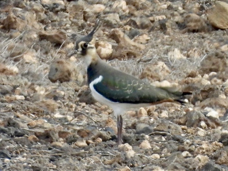 Avefría europea
