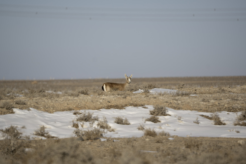 Goitered Gazelle