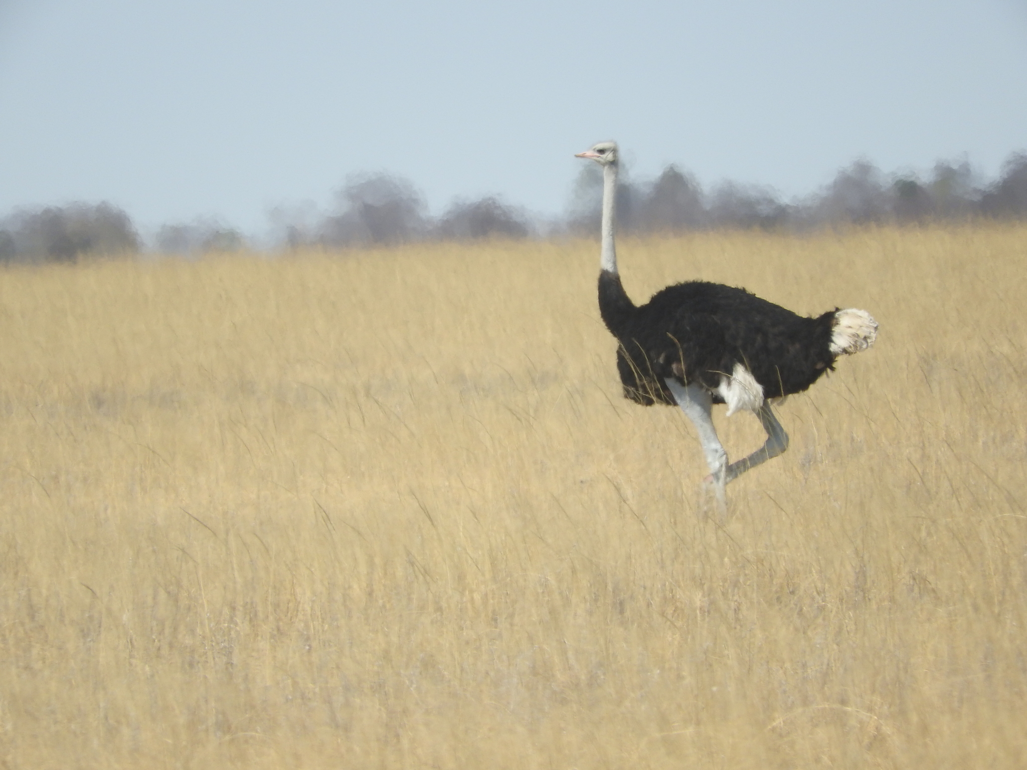Common Ostrich