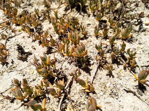 Mat Brightfig (Lampranthus sociorum)