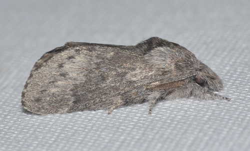 Riley's Lappet Moth photo 2