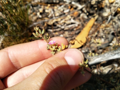 Ambiguous Dewplant (Drosanthemum ambiguum)