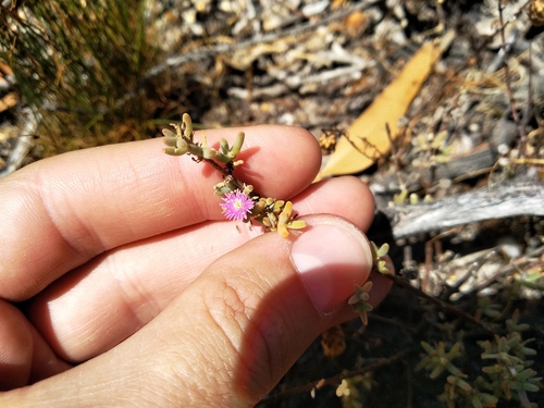 Drosanthemum ambiguum, photograph 5
