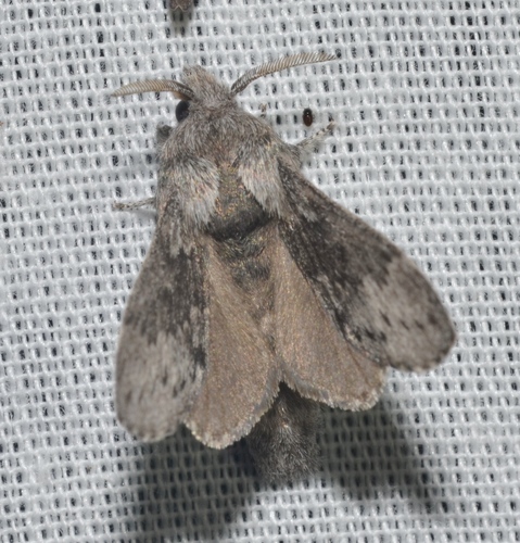 Riley's Lappet Moth photo 3