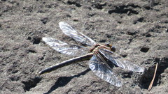 Phanogomphus spicatus
