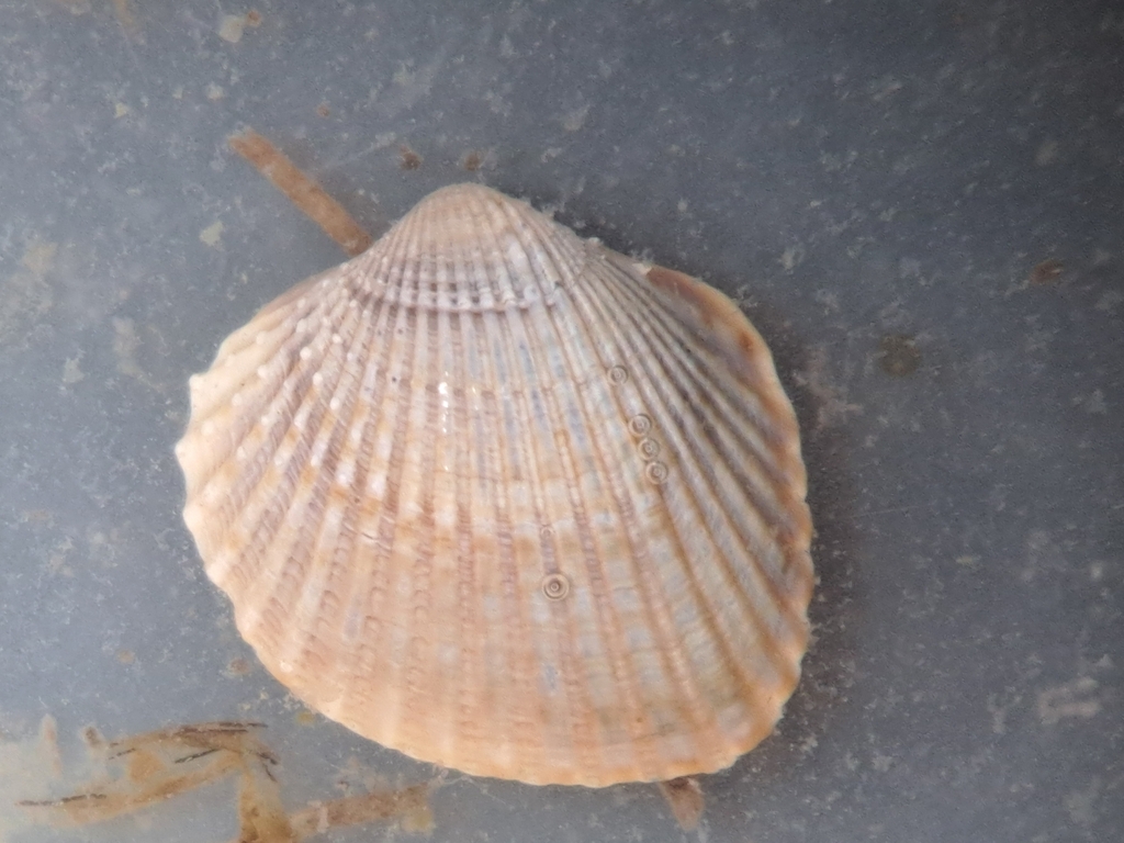 Angled Cockle
