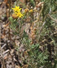 Heterotheca angustifolia