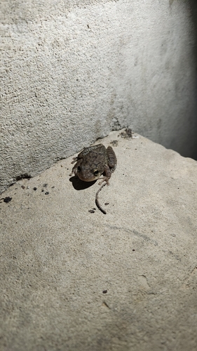 Fuscous-blotched Snouted Tree Frog