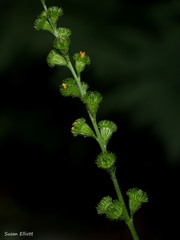 Agrimonia striata
