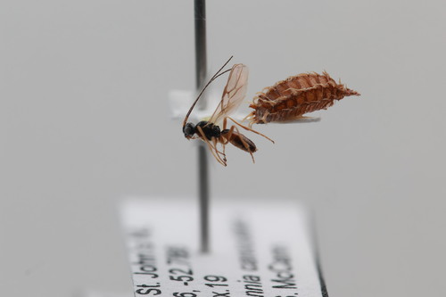 Aphaereta pallipes observed 2023-09-19