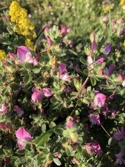 Ononis spinosa procurrens