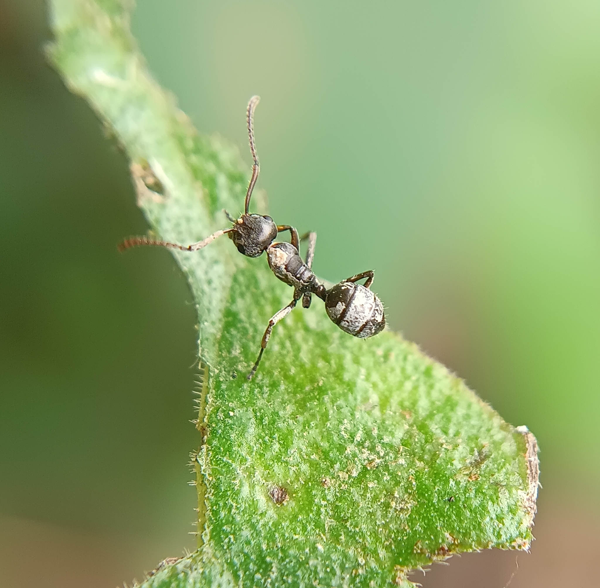 Camponotus stefanschoedli