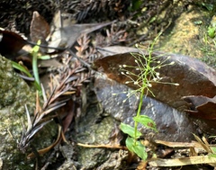 Sphaerocaryum malaccense