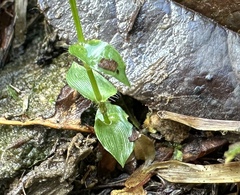(c) naturalistchu, some rights reserved (CC BY) Sphaerocaryum malaccense, photograph (c) naturalistchu, some rights reserved (CC BY)