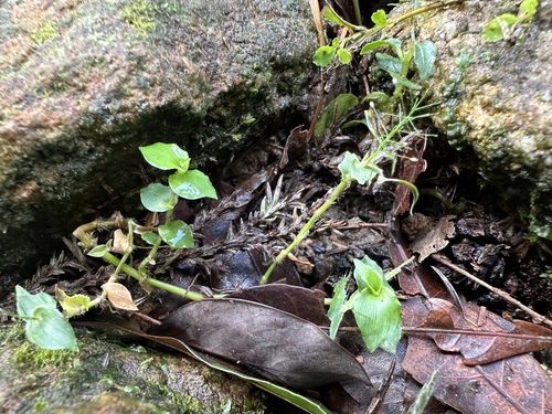 Sphaerocaryum malaccense, photograph 2