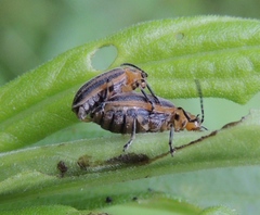 Ophraella sexvittata