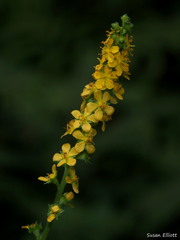 Agrimonia striata