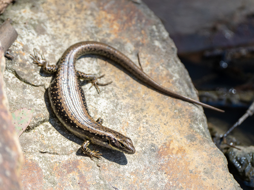 Southern Water Skink, photo 8 of 8