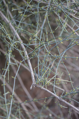 Ephedra altissima, photograph 6