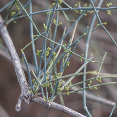Ephedra altissima, photograph (c) Tim Johnson, some rights reserved (CC BY)