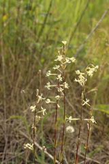 Silene tatarica