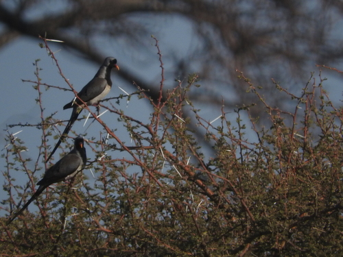 Oena capensis