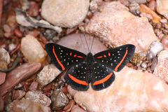 Amarynthis meneria