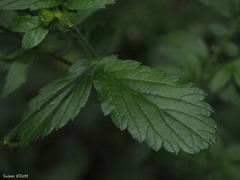 Agrimonia striata