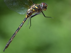 Somatochlora forcipata