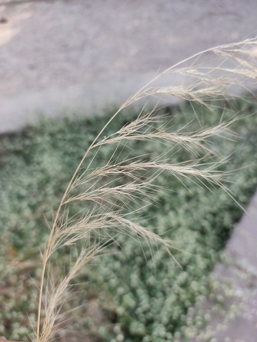 Aristida adscensionis iNat (3)